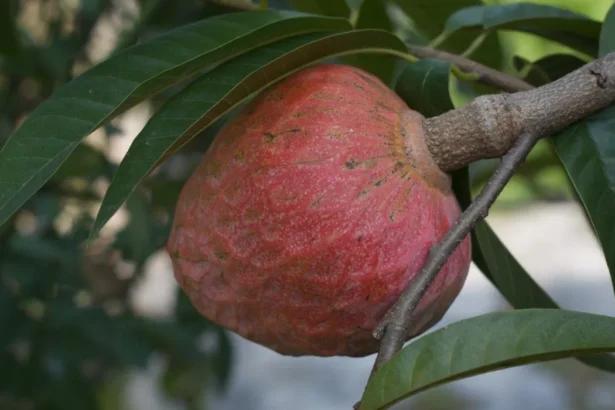Annona reticulata fruit (Aathachakka) with reddish-green skin and heart-like shape, commonly known as bullock's heart