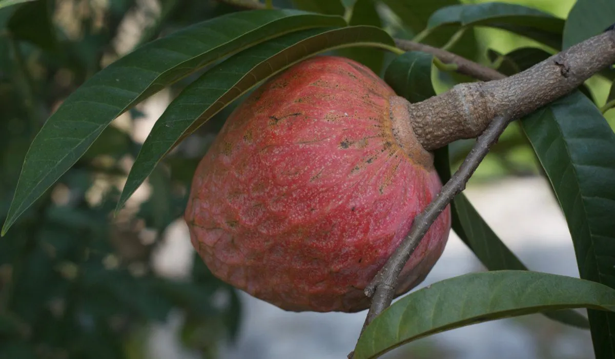 Annona reticulata fruit (Aathachakka) with reddish-green skin and heart-like shape, commonly known as bullock's heart