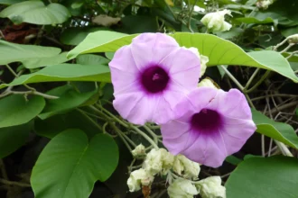 Samudrapacha (Argyreia nervosa) Ayurvedic herb with powerful medicinal properties