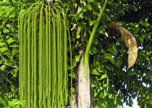 Caryota Urens (Choondappana) – Tall Fishtail Palm Used in Ayurveda for Digestive Health and Toddy Production
