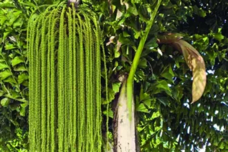 Caryota Urens (Choondappana) – Tall Fishtail Palm Used in Ayurveda for Digestive Health and Toddy Production