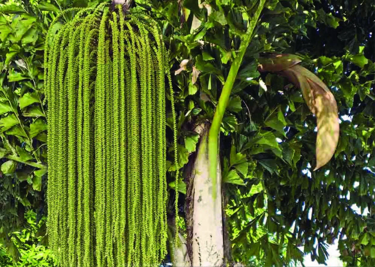 Caryota Urens (Choondappana) – Tall Fishtail Palm Used in Ayurveda for Digestive Health and Toddy Production
