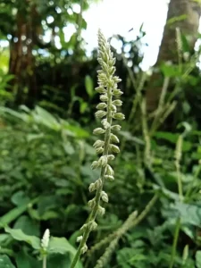 Cyathula Prostrata (Cherukadaladi) – Traditional Medicinal Herb Used in Ayurveda for Wound Healing, Inflammation, and Pain Relief