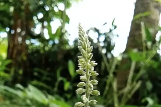 Cyathula Prostrata (Cherukadaladi) – Traditional Medicinal Herb Used in Ayurveda for Wound Healing, Inflammation, and Pain Relief