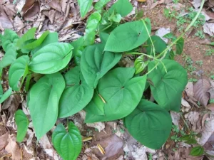Dioscorea alata tuber (Kachil) with rough purplish-brown skin, a traditional yam variety used in South Indian cuisine