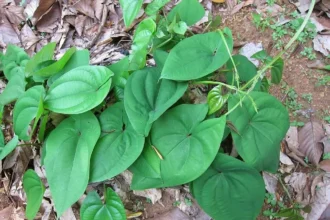 Dioscorea alata tuber (Kachil) with rough purplish-brown skin, a traditional yam variety used in South Indian cuisine