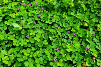 Desmodium triflorum plant, known as Nilamparanda, displaying green trifoliate leaves and small pink flowers in a natural setting