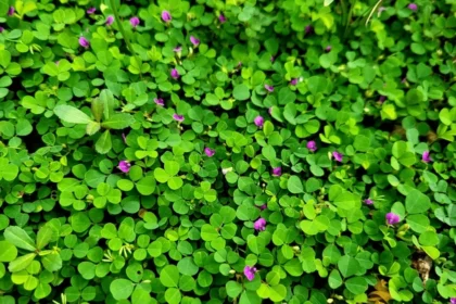 Desmodium triflorum plant, known as Nilamparanda, displaying green trifoliate leaves and small pink flowers in a natural setting