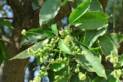 Croton persimilis shrub (Somaraji) with reddish-green variegated leaves, commonly used in traditional medicine and found in tropical regions