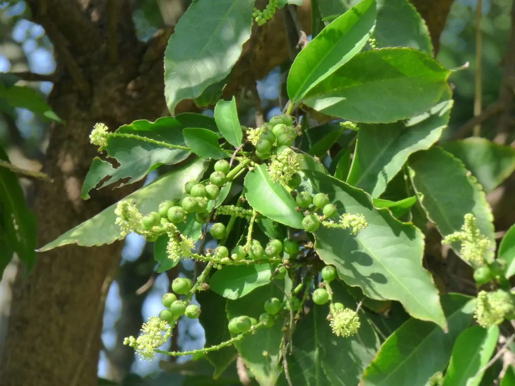 Croton persimilis shrub (Somaraji) with reddish-green variegated leaves, commonly used in traditional medicine and found in tropical regions