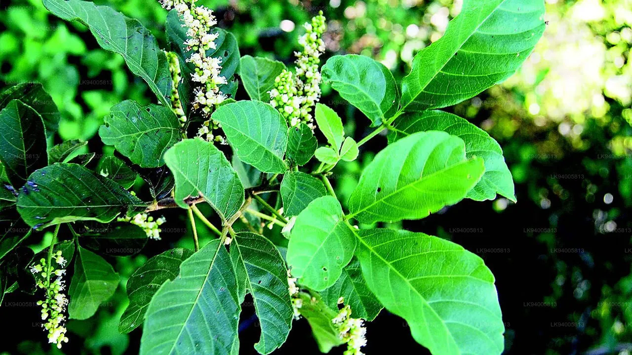Allophylus serratus shrub with trifoliate green leaves and ripe mukkannan pezhu berries in a forest setting