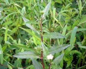 Eclipta alba (kayyonni) plant with small white flowers and green leaves in a medicinal herb garden