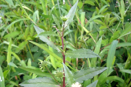 Eclipta alba (kayyonni) plant with small white flowers and green leaves in a medicinal herb garden