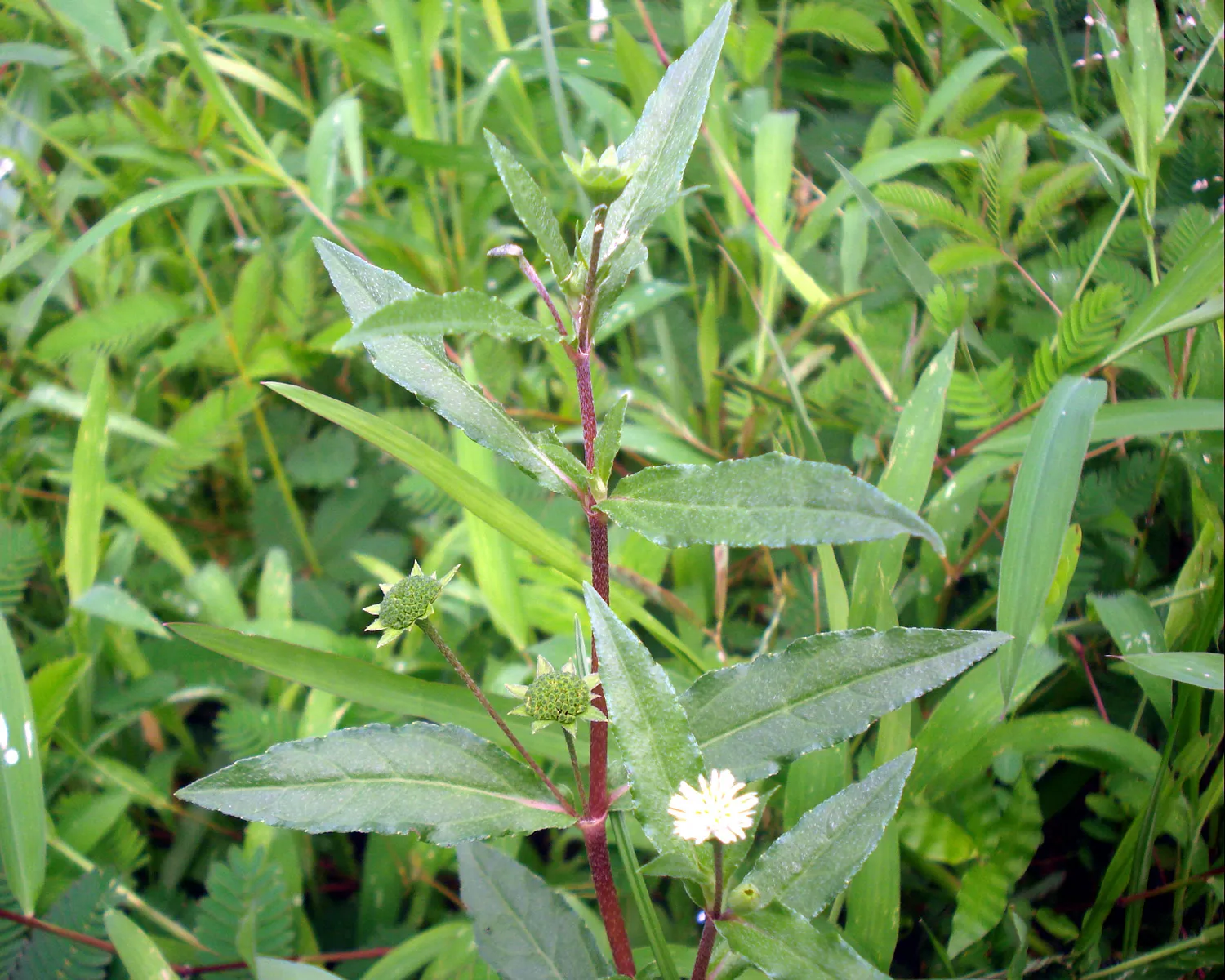 Eclipta alba (kayyonni) plant with small white flowers and green leaves in a medicinal herb garden