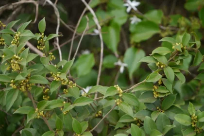 Gymnema sylvestre plant (Chakkarakolli) with green oval leaves, known for its anti-diabetic properties in traditional medicine