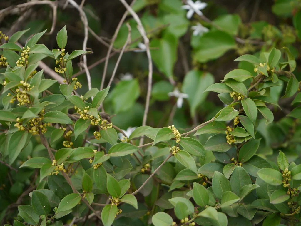 Gymnema sylvestre plant (Chakkarakolli) with green oval leaves, known for its anti-diabetic properties in traditional medicine