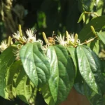 Alangium salviifolium tree (Ankolam) with narrow lance-shaped leaves and thorny branches, used in Ayurvedic and traditional medicine