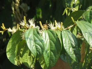 Alangium salviifolium tree (Ankolam) with narrow lance-shaped leaves and thorny branches, used in Ayurvedic and traditional medicine