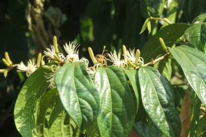Alangium salviifolium tree (Ankolam) with narrow lance-shaped leaves and thorny branches, used in Ayurvedic and traditional medicine