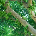 Ficus racemosa tree (Athi) with clusters of red figs growing on the trunk, widely used in Ayurveda and traditional rituals