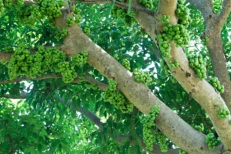 Ficus racemosa tree (Athi) with clusters of red figs growing on the trunk, widely used in Ayurveda and traditional rituals