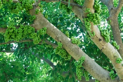Ficus racemosa tree (Athi) with clusters of red figs growing on the trunk, widely used in Ayurveda and traditional rituals