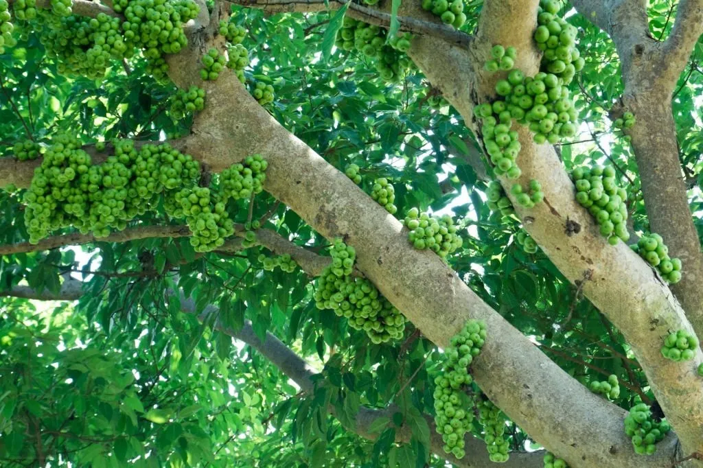 Ficus racemosa tree (Athi) with clusters of red figs growing on the trunk, widely used in Ayurveda and traditional rituals