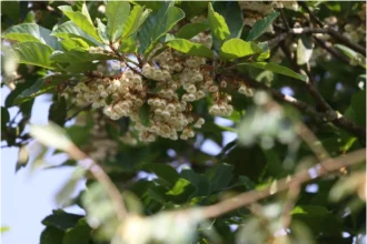 Elaeocarpus tuberculatus tree (Rudraksham) bearing sacred rudraksha fruits with rough textured surface, valued in spiritual and Ayurvedic practices