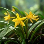 Curculigo orchioides plant (Nilappana) with narrow, grass-like leaves and medicinal rhizomes, known for its use in traditional Ayurvedic treatments