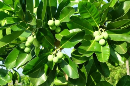 Calophyllum inophyllum tree (Punna) with glossy green leaves and round green fruits, known for its medicinal oil and coastal habitat