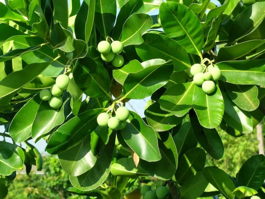 Calophyllum inophyllum tree (Punna) with glossy green leaves and round green fruits, known for its medicinal oil and coastal habitat