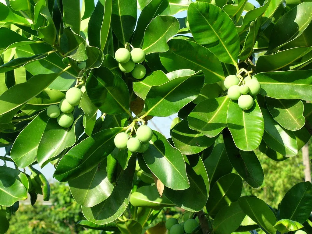 Calophyllum inophyllum tree (Punna) with glossy green leaves and round green fruits, known for its medicinal oil and coastal habitat