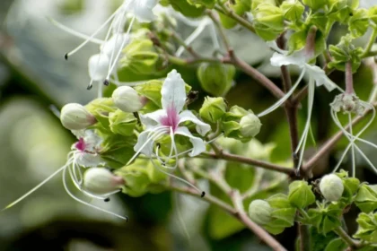 Clerodendrum infortunatum plant, commonly called Peruvalom, showing white tubular flowers and broad green leaves in a garden setting