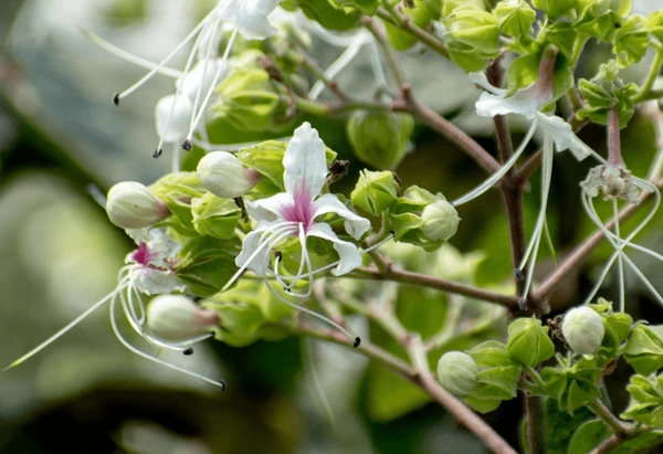 Clerodendrum infortunatum plant, commonly called Peruvalom, showing white tubular flowers and broad green leaves in a garden setting