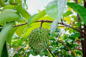 Annona muricata fruit, commonly known as Mullatha or soursop, featuring spiky green skin and soft white pulp on a natural background