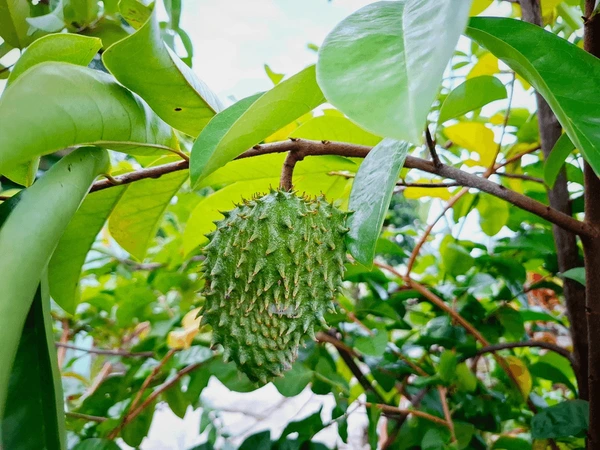 Annona muricata fruit, commonly known as Mullatha or soursop, featuring spiky green skin and soft white pulp on a natural background
