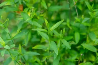 Andrographis Paniculata (Nilaveppu) – Immunity-Boosting Ayurvedic Herb Known for Antiviral and Antipyretic Properties