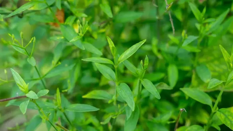 Andrographis Paniculata (Nilaveppu) – Immunity-Boosting Ayurvedic Herb Known for Antiviral and Antipyretic Properties