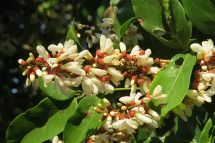 Derris scandens plant, locally known as Panivalli, with climbing vines, green leaves, and elongated seed pods in a natural outdoor environment