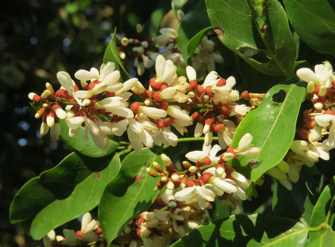 Derris scandens plant, locally known as Panivalli, with climbing vines, green leaves, and elongated seed pods in a natural outdoor environment