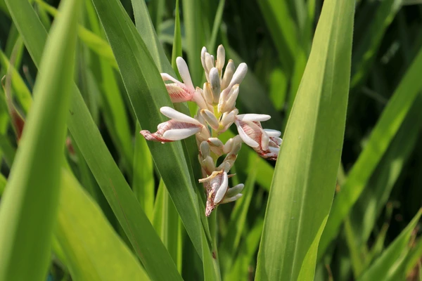 Alpinia galanga plant, known as Kolinji, displaying vibrant green leaves, reddish stems, and aromatic rhizomes in a garden setting
