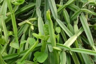 Cissus Quadrangularis (Changalamparanda) – Bone-Healing Ayurvedic Plant Used in Traditional Medicine for Fractures and Joint Health