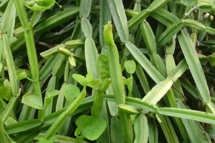 Cissus Quadrangularis (Changalamparanda) – Bone-Healing Ayurvedic Plant Used in Traditional Medicine for Fractures and Joint Health