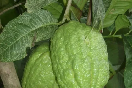Citrus Medica (Ganapathinaragam) – Traditional Medicinal Citrus Fruit Used in Ayurveda for Digestive and Respiratory Health