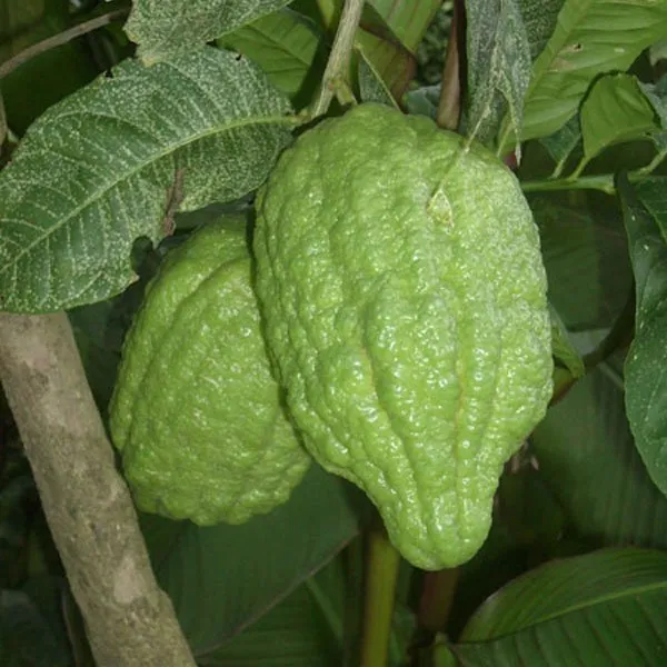 Citrus Medica (Ganapathinaragam) – Traditional Medicinal Citrus Fruit Used in Ayurveda for Digestive and Respiratory Health