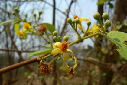 Grewia Tiliifolia (Chadachi) – Medicinal Tree Used in Ayurveda for Skin Disorders, Inflammation, and Wound Healing