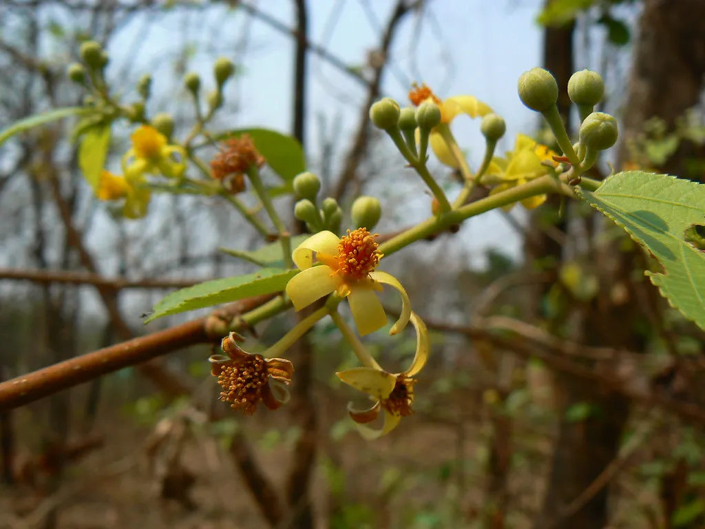 Grewia Tiliifolia (Chadachi) – Medicinal Tree Used in Ayurveda for Skin Disorders, Inflammation, and Wound Healing