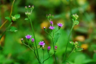 Cyanthillium Cinereum (Poovamkurunnila) – Ayurvedic Herb Used for Smoking Cessation, Detox, and Respiratory Health