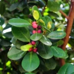 Ficus Microcarpa (Ithi) – Sacred Tree with Medicinal Properties Used in Ayurveda for Wound Healing and Inflammation