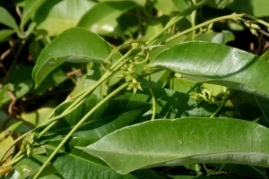Cryptolepis Dubia (Kattupalvalli) – Rare Medicinal Climber Used in Ayurveda for Fever, Infections, and Immune Support